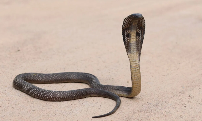  If Snakes Look Like This Luck Is Sure To Come Together-TeluguStop.com