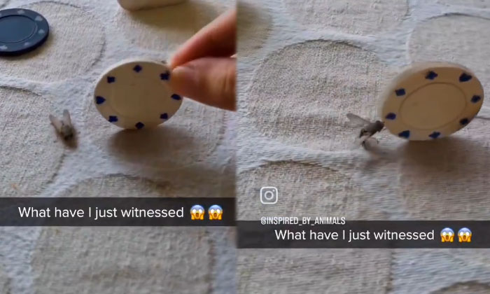 If The Viral Video Gives Training To A Fly It Will Be Like This If The Viral Video Gives Training To A Fly It Will Be Like This-TeluguStop.com