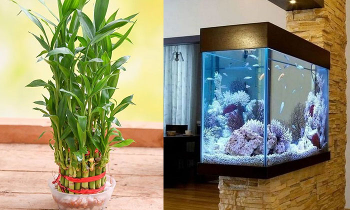 Telugu Aquarium, Bamboo, Goddess Lakshmi, Holi, Buyitems-Latest News - Telugu