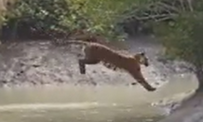  If You See The Video Of The Tiger Crossing The River In One Go-TeluguStop.com