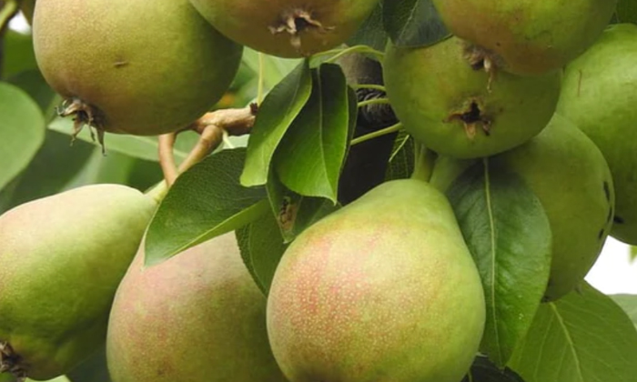 Telugu Tips, Healthy, Includefruit, Latest, Pear Fruit, Pearfruit-Telugu Health