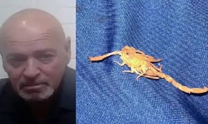  A Shocking Experience For A Las Vegas Hotel Customer A Scorpion Stung While Sle-TeluguStop.com