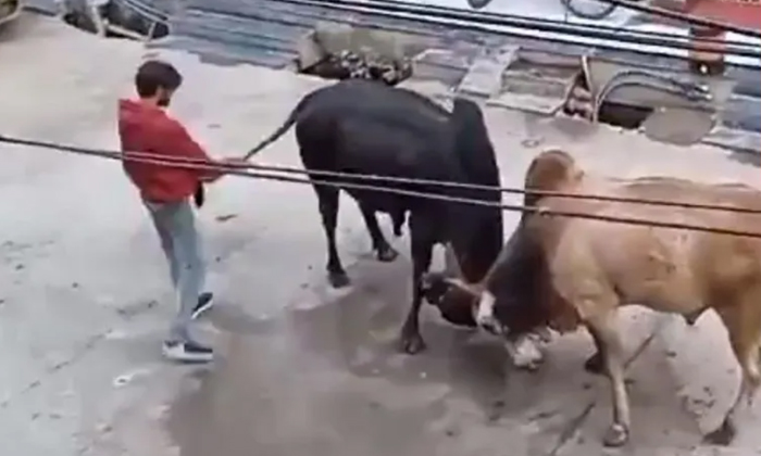  Man Interfers In Bulls Fighting Viral Video-TeluguStop.com