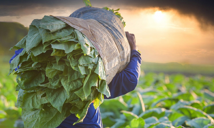  Measures To Protect The Tobacco Crop From The Spread Of Brown Spot Pests-TeluguStop.com