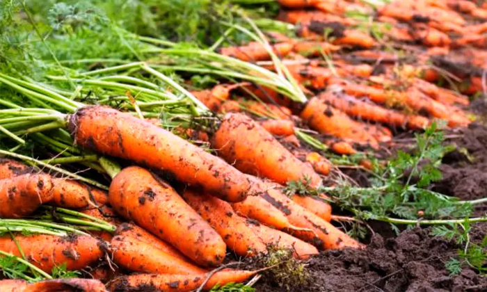  Methods Of Protecting Carrot Crop From The Spread Of Gray Pest-TeluguStop.com