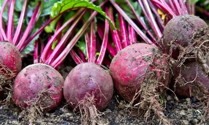  Methods Of Protecting The Beet Root Crop From Powdery Mildew-TeluguStop.com