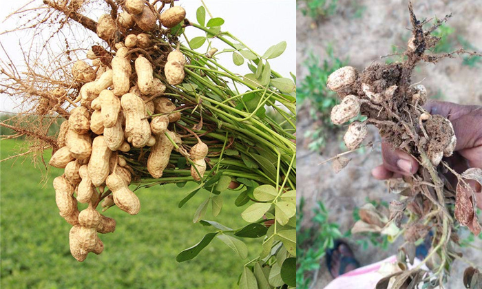  Methods Of Protecting The Groundnut Crop From The Pestilence Of Rootworms-TeluguStop.com