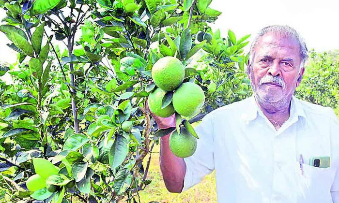  Methods To Protect Potato Plantations From Scabies And Blackworms-TeluguStop.com