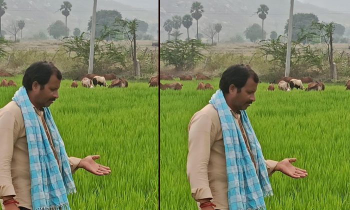  A Hard-earned Crop Is Cattle's Milk , Narayanapoor, Yasangi, Yadadri Bhuvanagir-TeluguStop.com