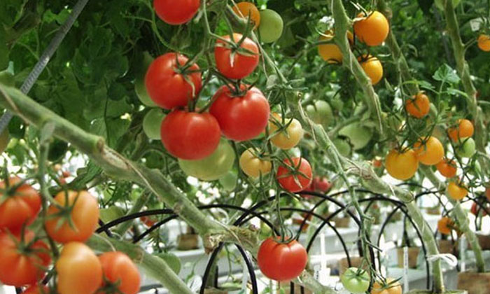 Telugu Tomato, Farmers, Tomato Seeds-Latest News - Telugu