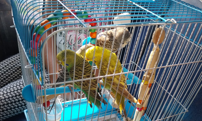 Karnataka Bus Conductor Issues Rs 444 Ticket To Parrots Travelling From Bengalu Karnataka Bus Conductor Issues Rs 444 Ticket To Parrots Travelling From Bengalu-TeluguStop.com