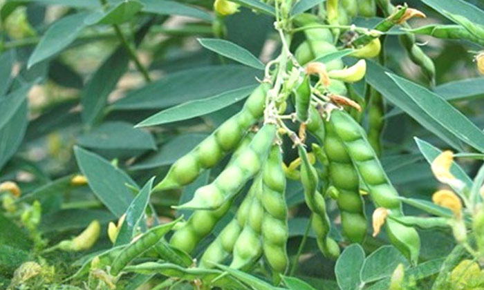 Telugu Agriculture, Framers, Pigeonpea Crop, Pigeonpea, Redgram Crop, Seed, Seed