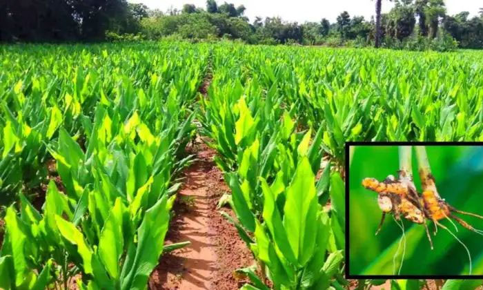 Telugu Agricultural, Cattle Manure, Fertilizers, Turmeric Crop, Zinc Sulphate-La