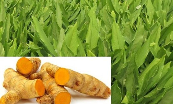  Proper Management Of Nutrient Fertilizers In Turmeric Crop-TeluguStop.com