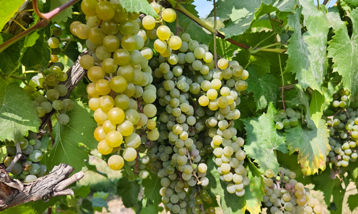 Telugu Beetels, Aphids, Grapes Crop, Grapescrop, Grapes, Vineyard-Latest News - Telugu Beetels, Aphids, Grapes Crop, Grapescrop, Grapes, Vineyard-Latest News -