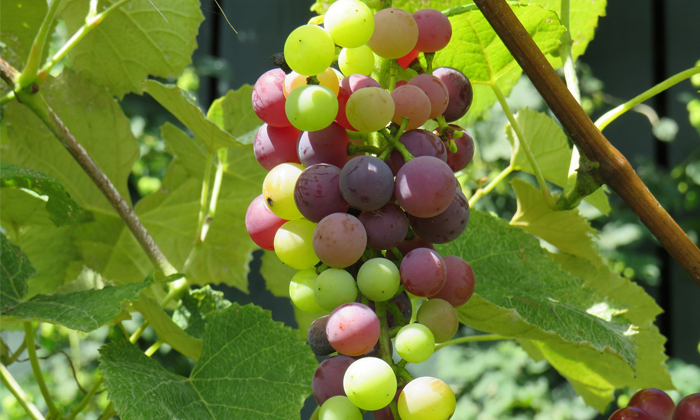 Proprietary Methods Of Controlling Aphids In The Vineyard Proprietary Methods Of Controlling Aphids In The Vineyard-TeluguStop.com