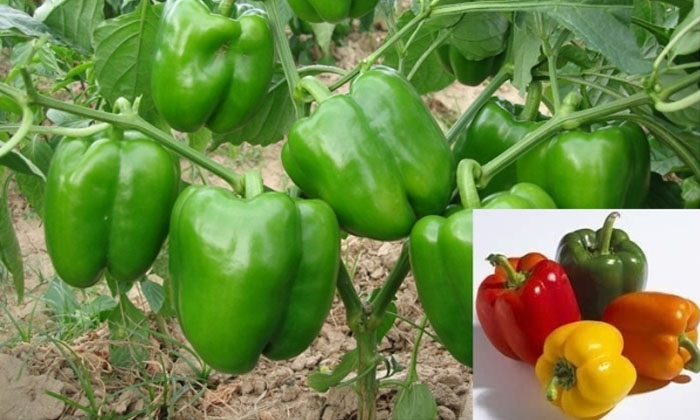 Telugu Aphids, Capsicum, Capsicum Crop, Pest Resistant, Thrips-Latest News - Tel Telugu Aphids, Capsicum, Capsicum Crop, Pest Resistant, Thrips-Latest News - Tel