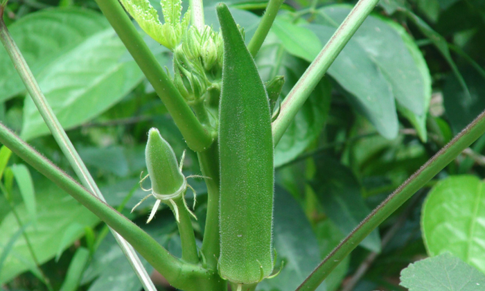 Telugu Okra Crop, Okracrop, Okra, Okra Farmers, Spider Mites-Latest News - Telug