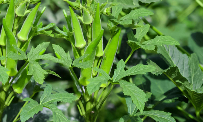  Proprietary Methods To Protect The Okra Crop From Spider Mites-TeluguStop.com