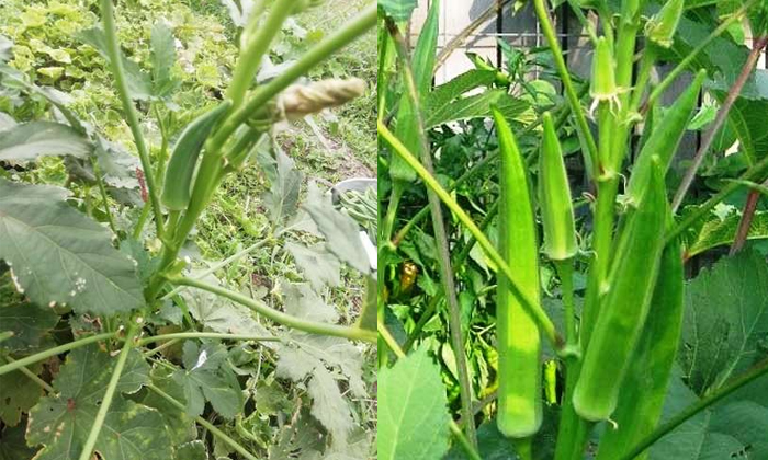 Telugu Okra Crop, Okracrop, Okra, Okra Farmers, Spider Mites-Latest News - Telug