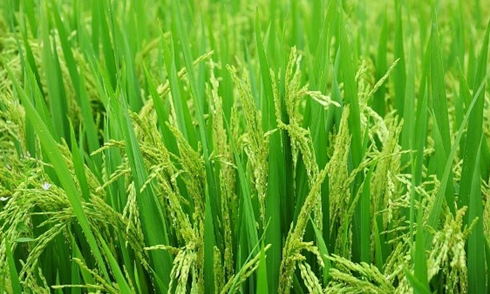  Proprietary Methods To Protect The Rice Crop From The Pest Of Stomach Bugs-TeluguStop.com