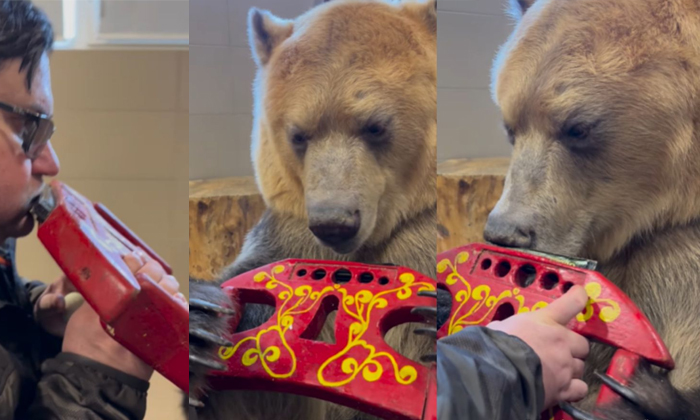  Russian Man Teaches Bear How To Play Harmonica Video Viral-TeluguStop.com