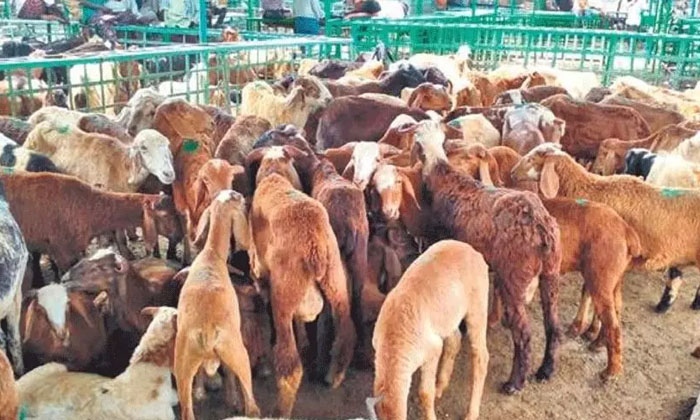  Acb Investigation In Sheep Distribution Scam Case-TeluguStop.com