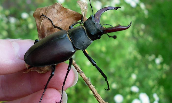  World Most Expensive Insect Stag Beetle Worth One Crore-TeluguStop.com