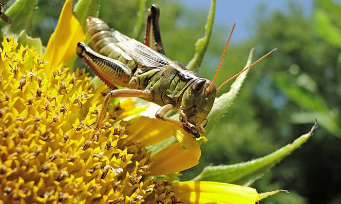 Telugu Agriculture, Farmers, Yield, Necrosis, Sulfur, Sunflower Crop, Sunflower- Telugu Agriculture, Farmers, Yield, Necrosis, Sulfur, Sunflower Crop, Sunflower-