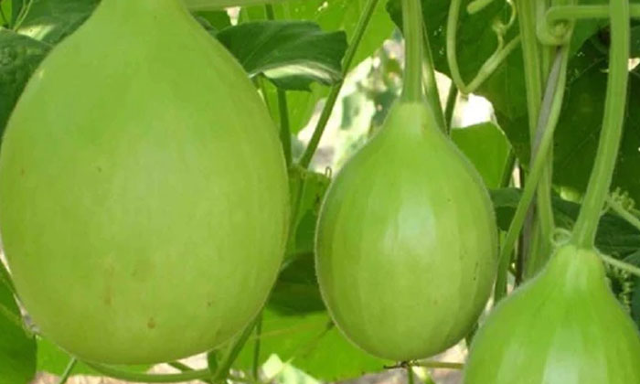  Techniques For Sowing Bottle Gourd Crop For High Yield-TeluguStop.com