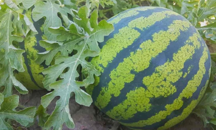 Telugu Agriculture, Farmers, Tipstechniques, Melon-Latest News - Telugu