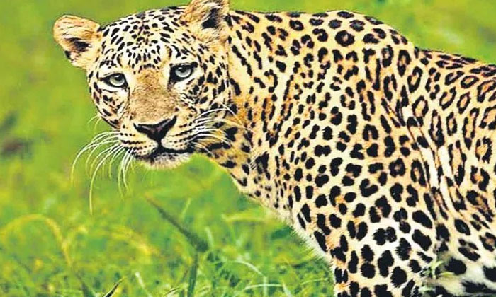  Decreased Number Of Leopards In Telangana, Telangana , Leopards , Nalgonda Di-TeluguStop.com