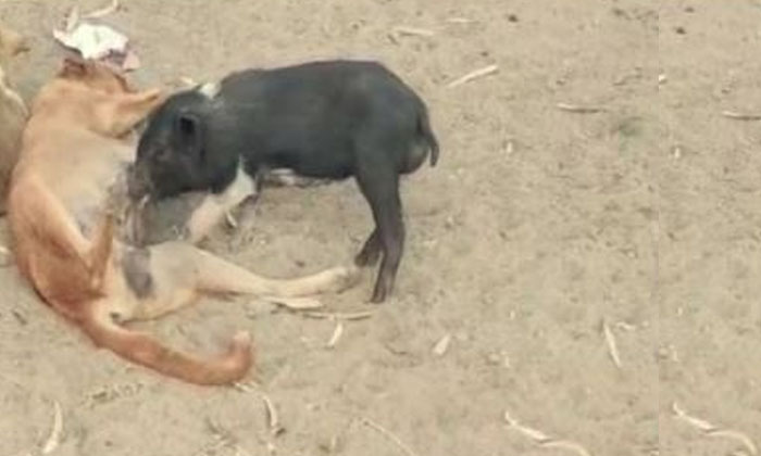 Viral Video : వైరల్: జాతి వైరం మరిచి వర Viral Video : వైరల్: జాతి వైరం మరిచి వర-TeluguStop.com