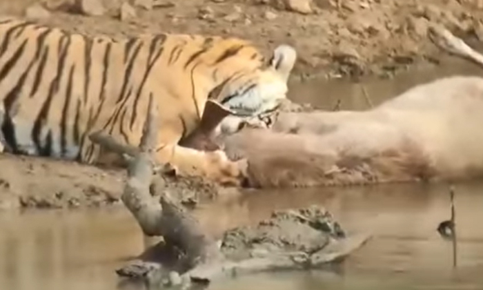  Tiger Attack On Deer Viral Video-TeluguStop.com