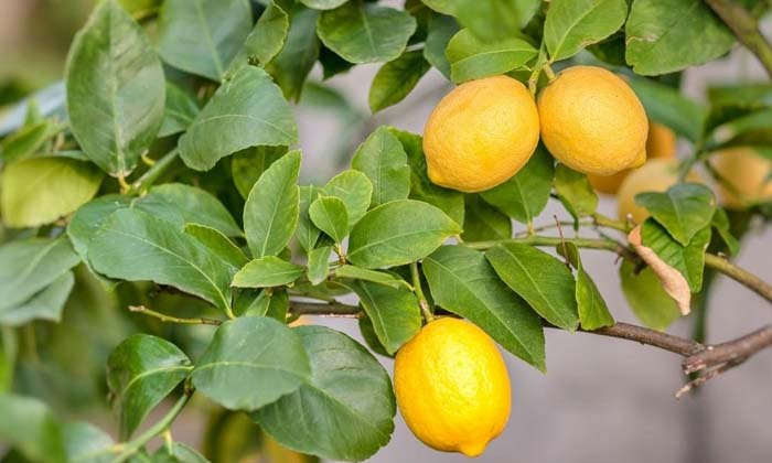 Telugu Cattle Manure, Yields, Lemon Crop, Lemon, Lemon Farmers, Lemon Trees, Pes