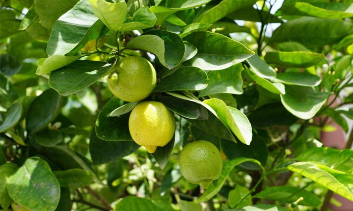  Tips Of High Yields And Pest Control In Lemon Cultivation-TeluguStop.com