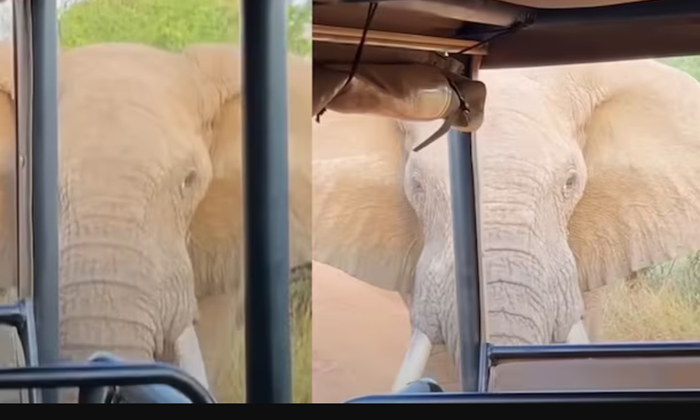  Elephant Picks Up And Throws Truck Full Of Tourists Viral Video-TeluguStop.com