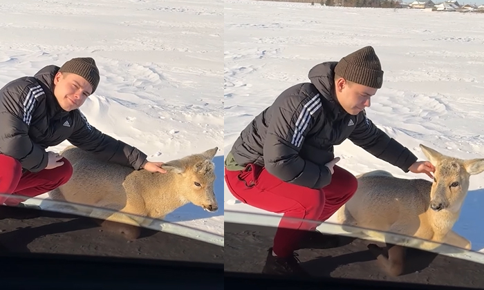  Man Tries To Take Selfie With Deer Viral Video-TeluguStop.com