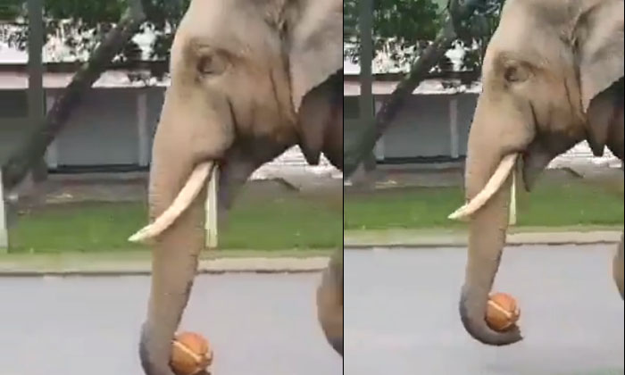  Viral Video Elephant Enjoying The Ball On The Sidewalk-TeluguStop.com