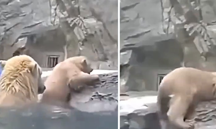  A Polar Bear Saved A Drowning Child-TeluguStop.com