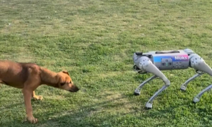  Watch The Reaction Of A Real Dog Who Meets A Video Robot Dog-TeluguStop.com