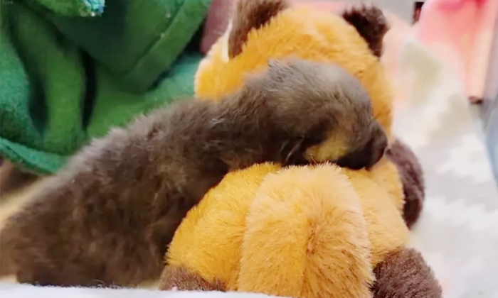 Telugu Animal Welfare, Fox Kit, Motherly Care, Fox, Efts, Syringe, Wildlife-Late