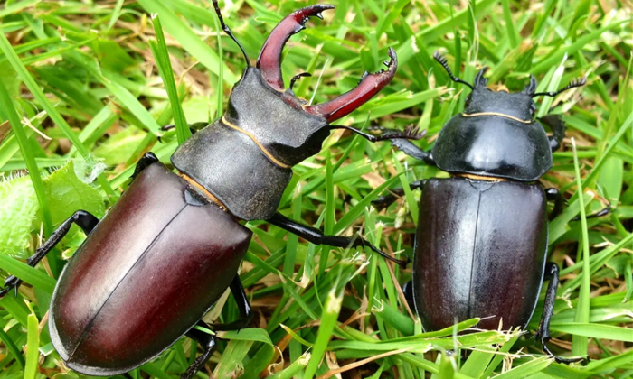 Telugu Insect Cost, Stag Beetle, Expensiveinsect-Latest News - Telugu