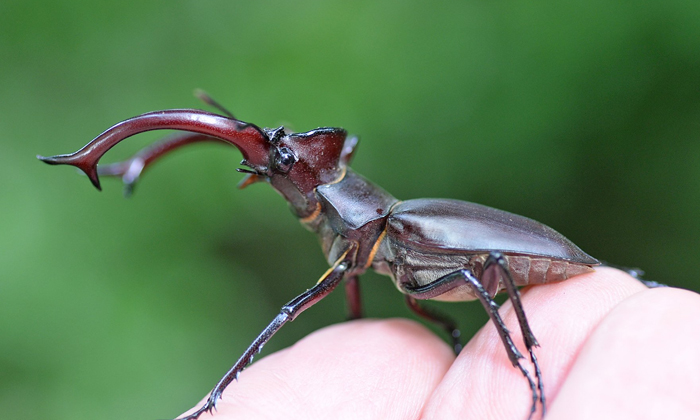 Telugu Insect Cost, Stag Beetle, Expensiveinsect-Latest News - Telugu