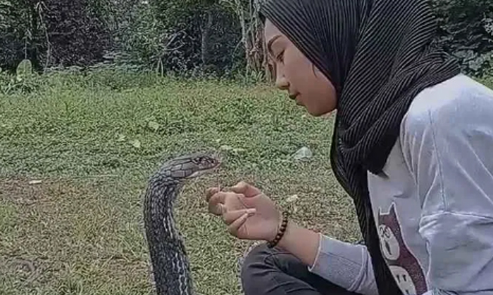  Young Girl Shares Intense Kiss With King Cobra In Viral Video-TeluguStop.com