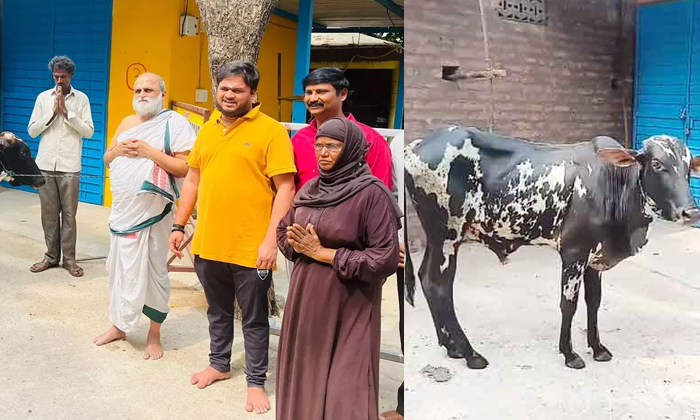 Telugu Bullock, Chilkoorbalaji, Chilkoorpriest, Chilkoortemple, Gifts Bull, Moha