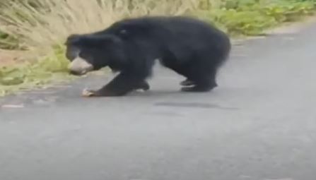  Bear Riot In Vajrapukottur, Srikakulam District-TeluguStop.com