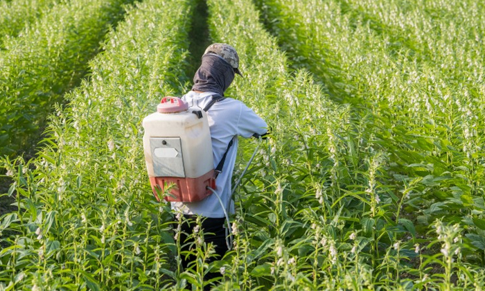  Fertilizers In Sesame Crop Best Types Of Seeds For High Yield Details-TeluguStop.com
