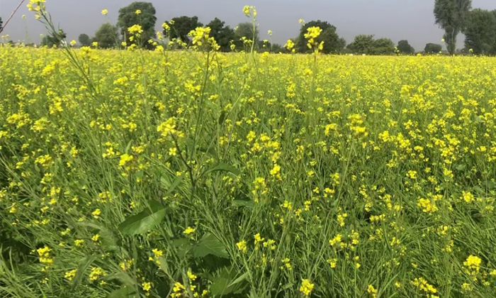  Fertilizers Usage In Mustard Crop Cultivation Techniques In Cultivation System-TeluguStop.com