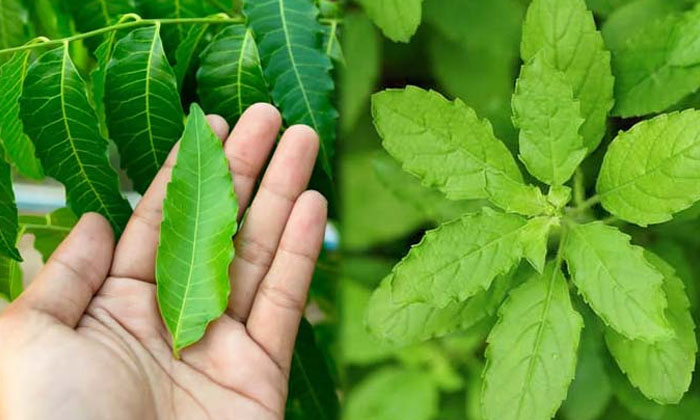 Telugu Care, Care Tips, Fall, Pack, Healthy, Remedy, Long-Telugu Health Telugu Care, Care Tips, Fall, Pack, Healthy, Remedy, Long-Telugu Health